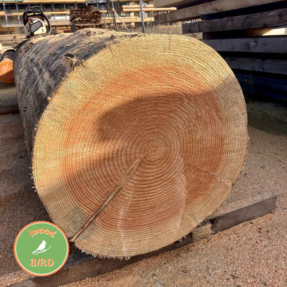 Nichoirs en bois IWoodBird Atelier NG Bois Massif